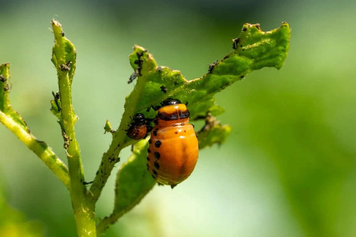 колорад престо.webp