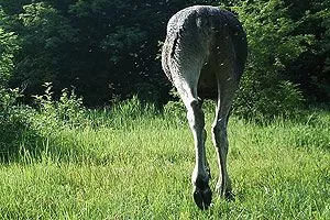los-muha-photo.webp
