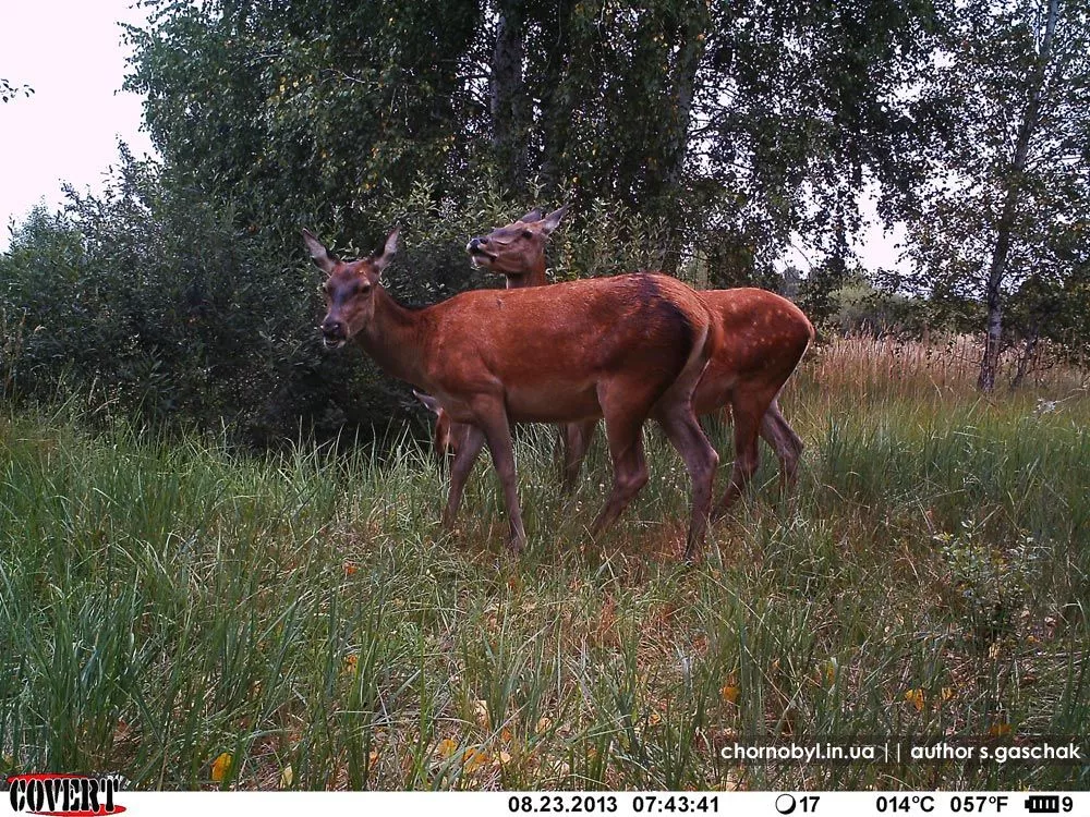 olenihi-foto.webp