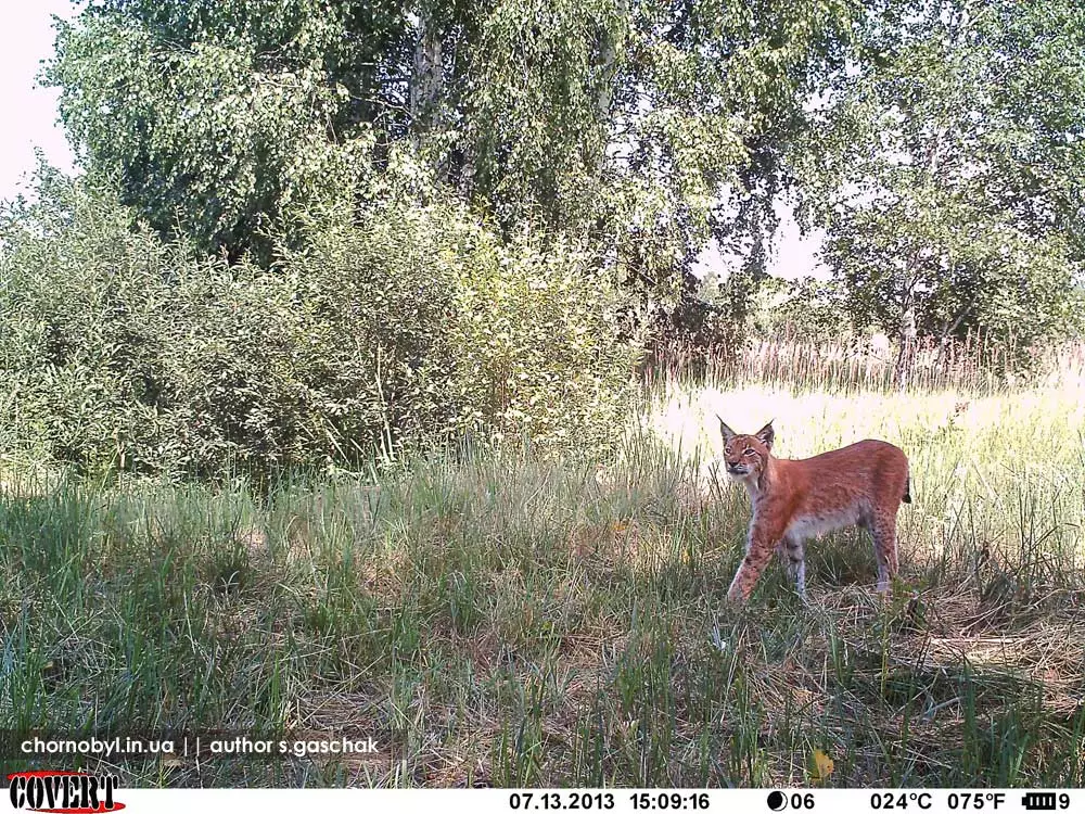 rys-dvizenie-foto.webp