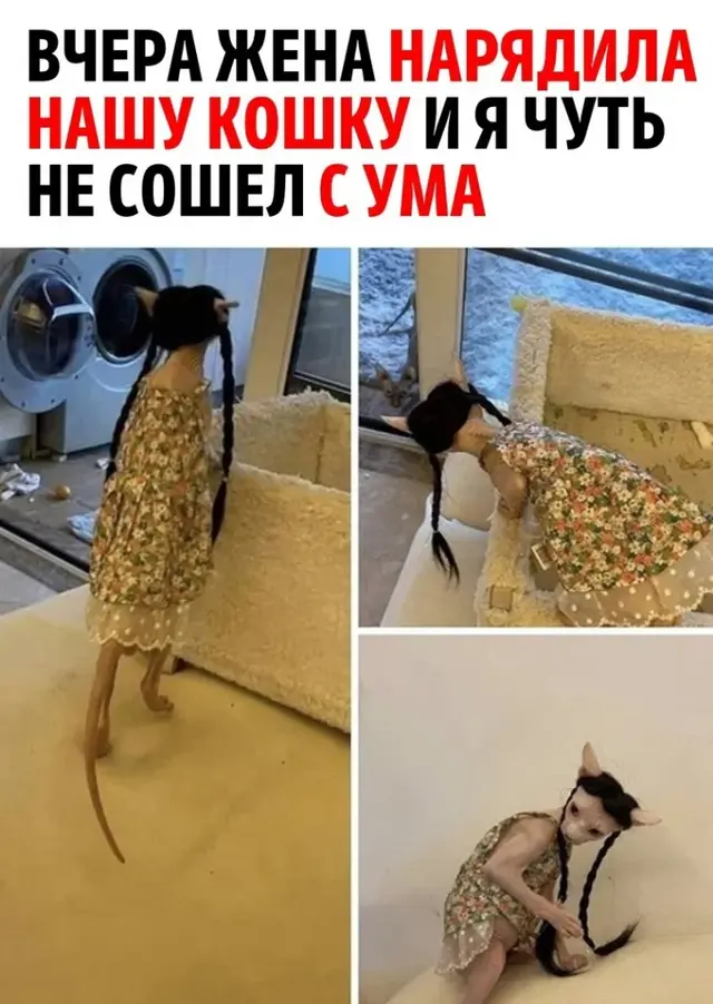 кошка.webp
