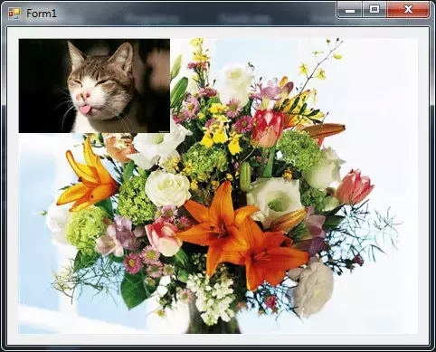 cat.webp