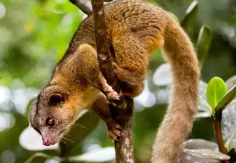 olinguito1.webp