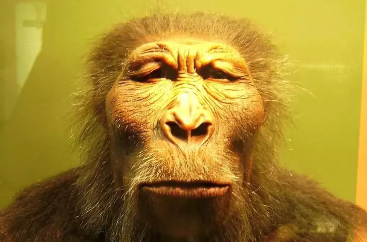 paranthropus_boisei.webp