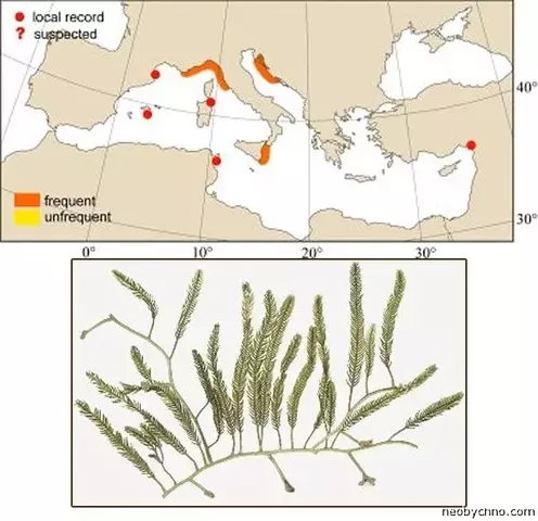 caulerpa-3.webp