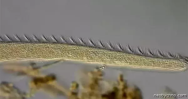 spirostomum-3.webp