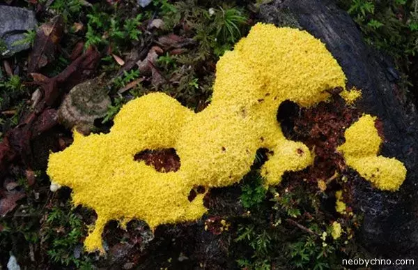 slime-mould-1.webp