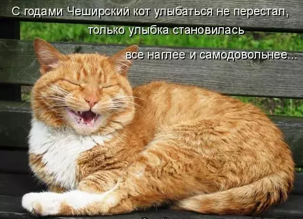 Cat_Smile.webp