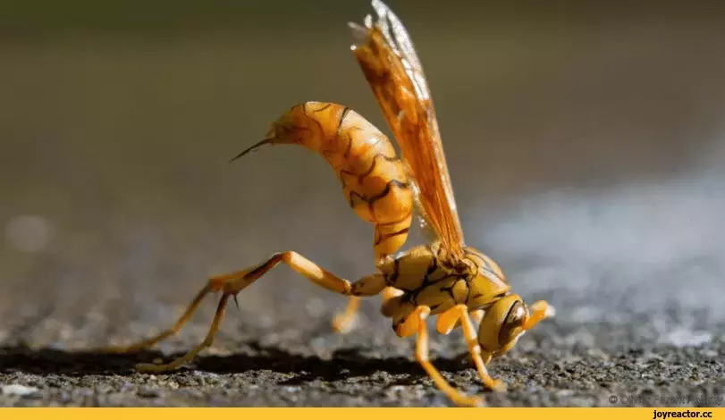 %BB%D0%B0%D1%87-Polistes-POLISTES-CARNIFEX-6649256.webp