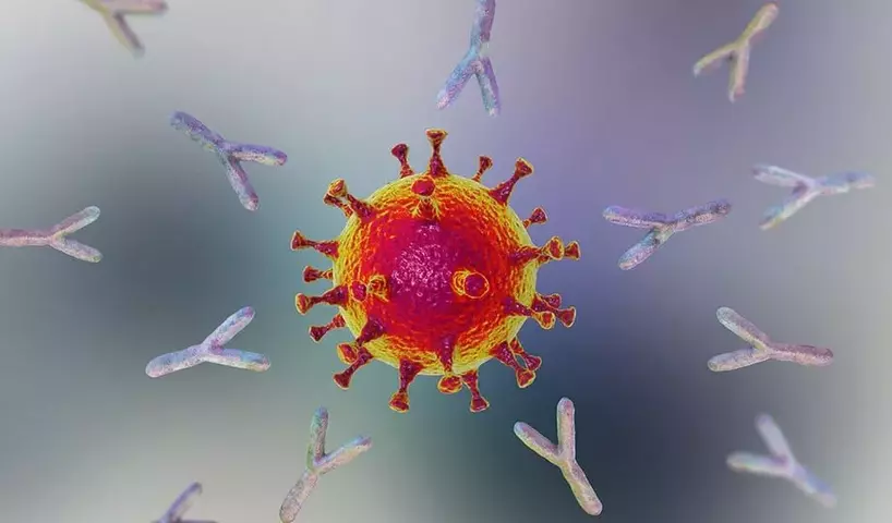 Coronavirus-antibodies-920x540-1.webp