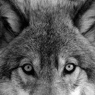 Wolf_fr