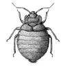 Cimex hemipterus